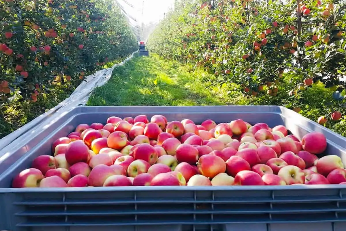 How Kenyan Exporters Can Access New Global Markets